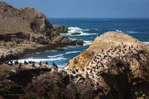 Point Lobos-3436.jpg Point Lobos-3436.jpg
